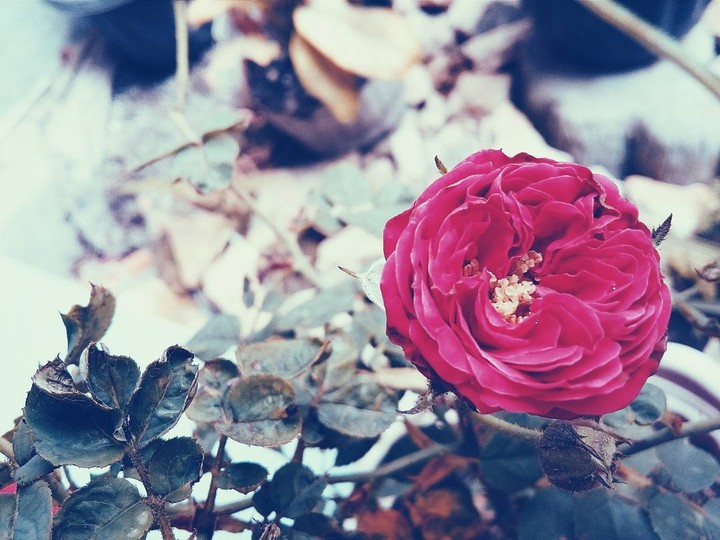 Rose