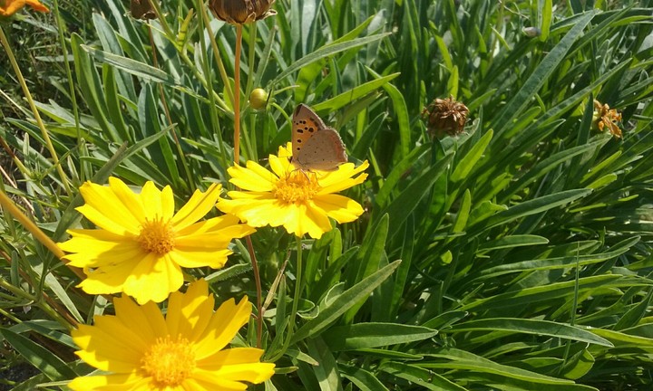 butterfly