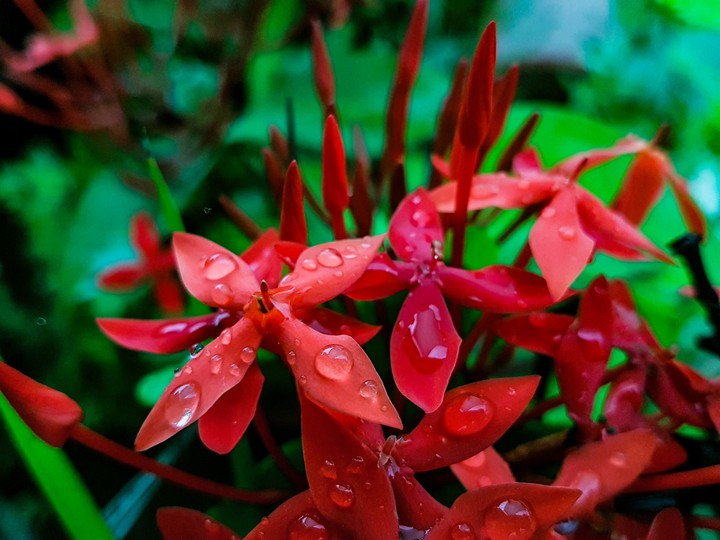 flowers