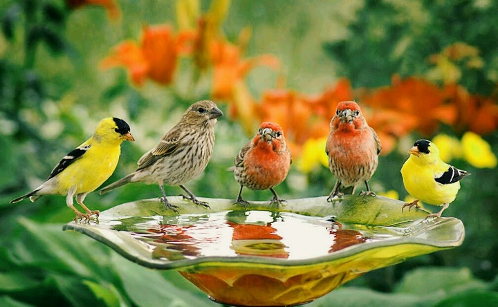 birds