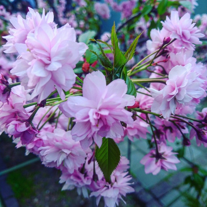 Sakura