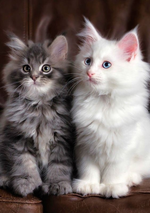 ragdoll, mammal壁纸