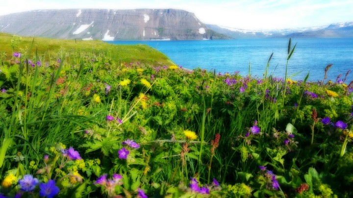 A beautiful flower meadow
