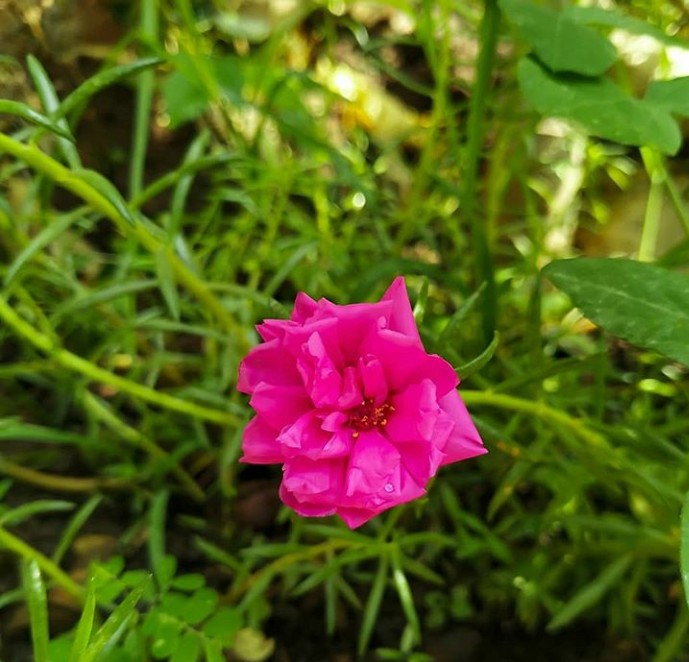 purslane
