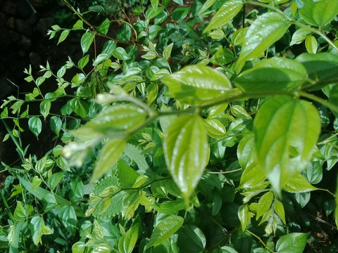 greeny leaves...