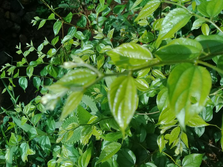 greeny leaves...