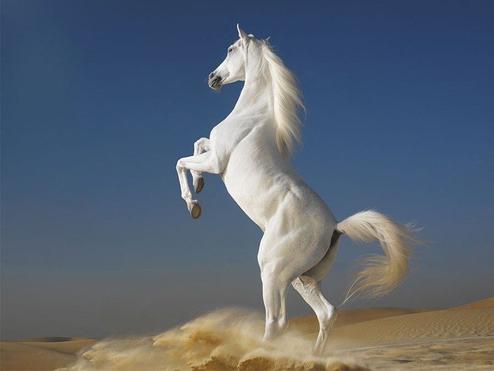 Rearing White Beauty