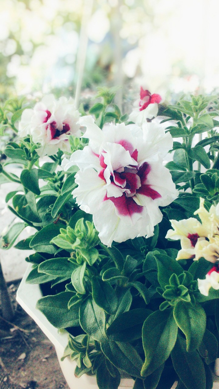 Spring flowers
