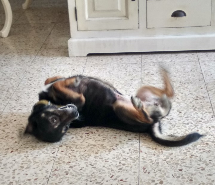 My ‏cute dog