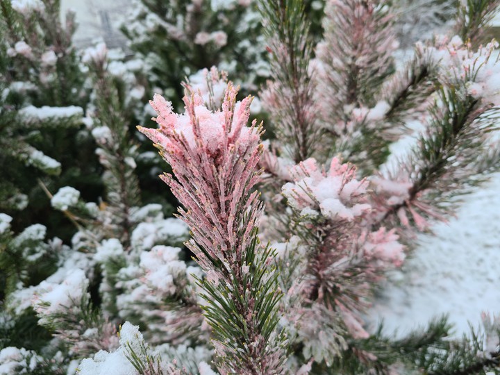 winter