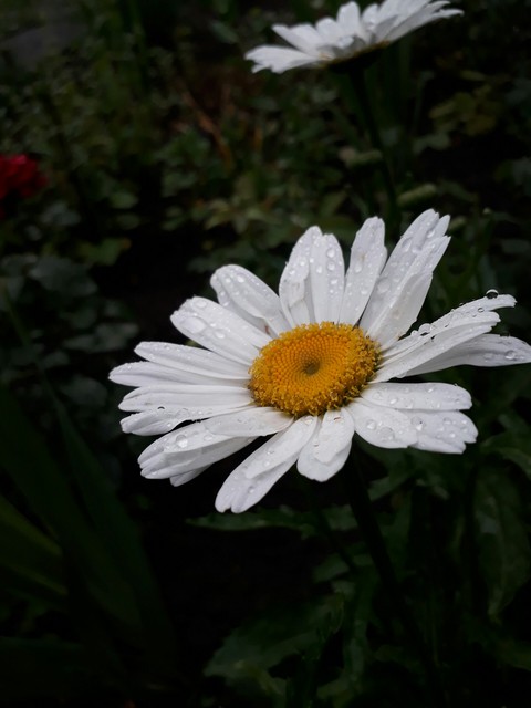 ταπετσαρίες plant, daisy