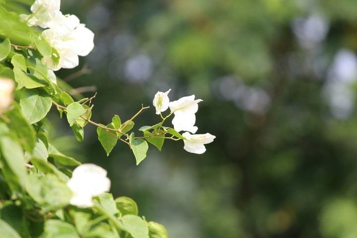 Blossoms white