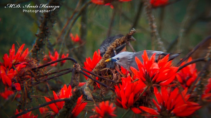 small bird