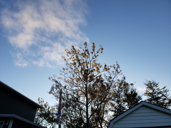 tree