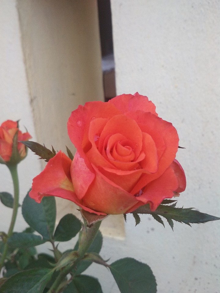 Rose