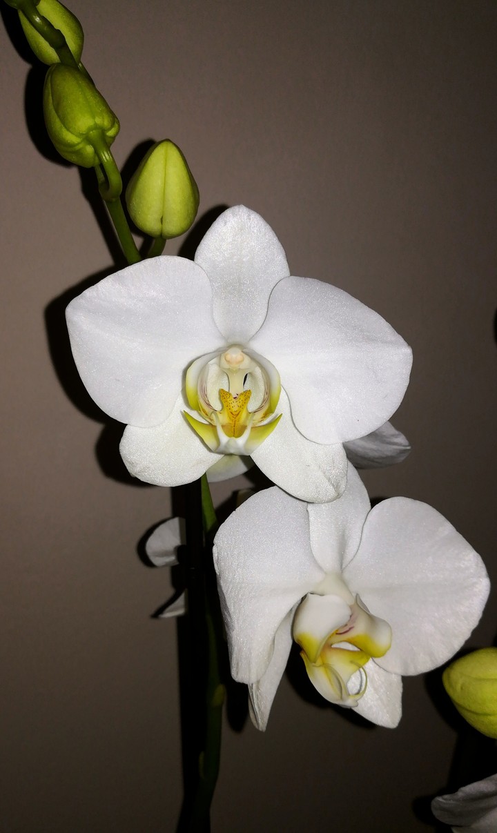 orchid