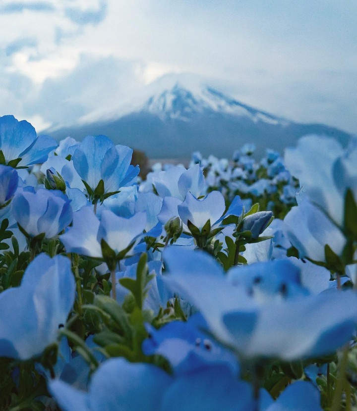 ~•°❁•°❃•°❁•°❃•°~