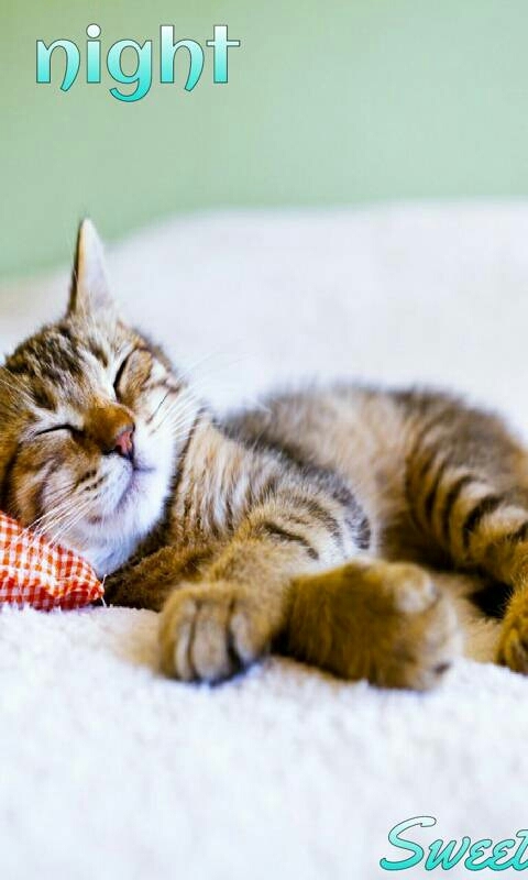 good night cat