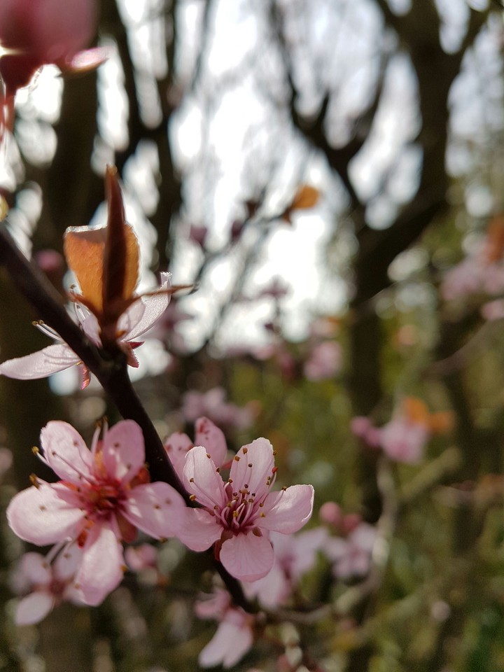 Blossom