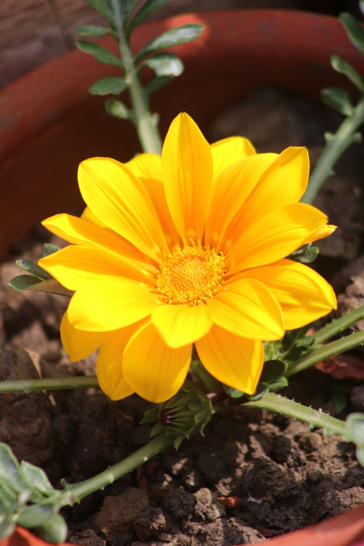 Flower Fairs