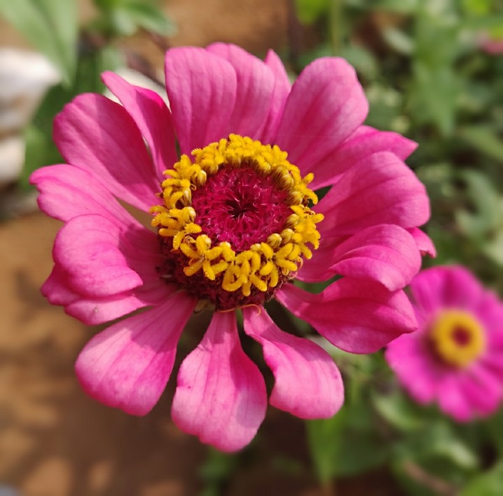 spring color