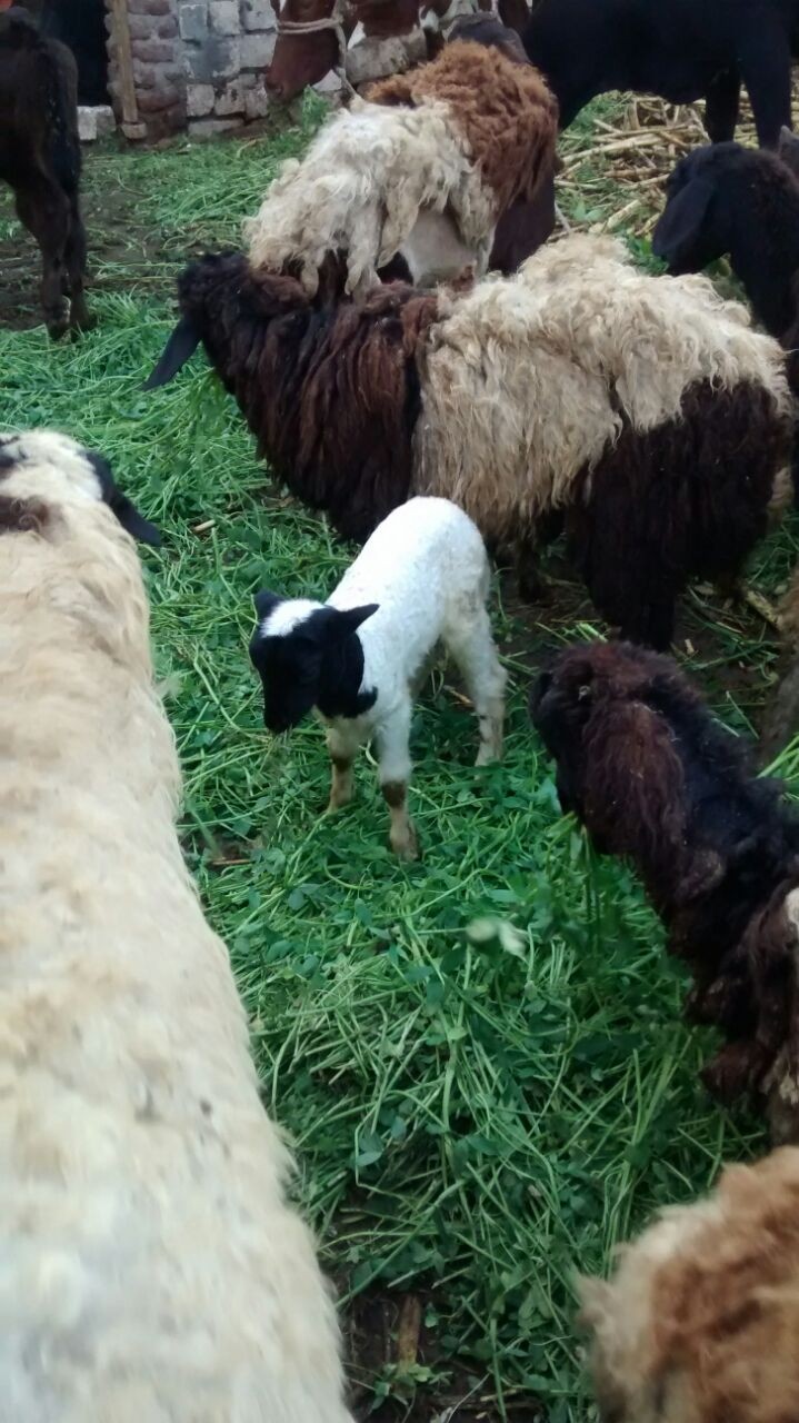 my farm