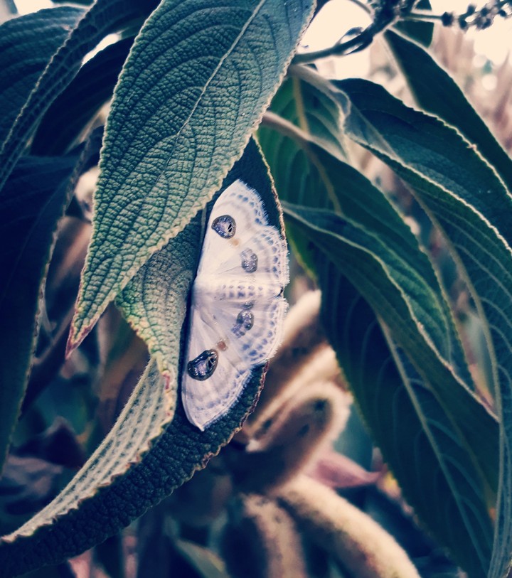 butterfly wallpaper