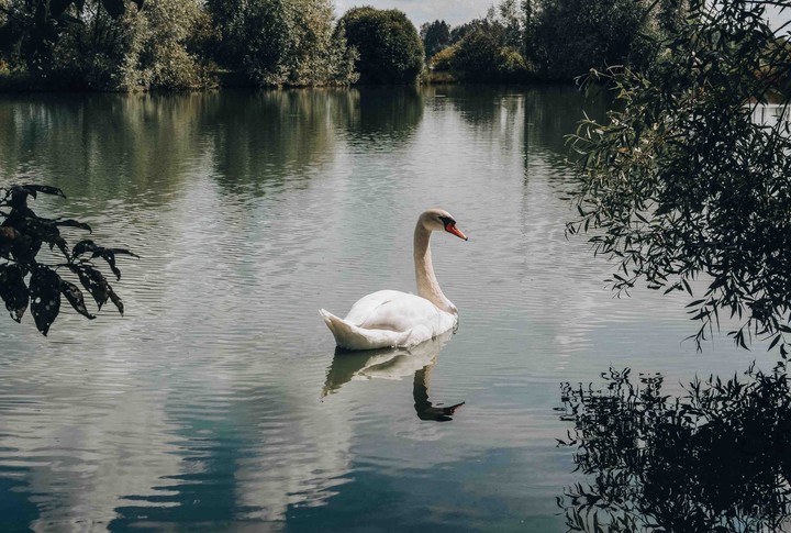 Swan