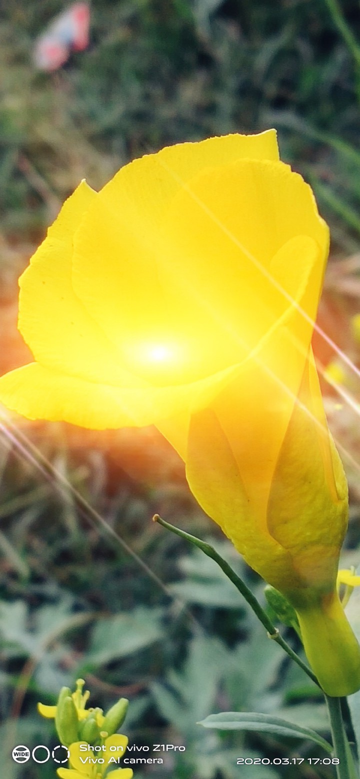 netural beauty