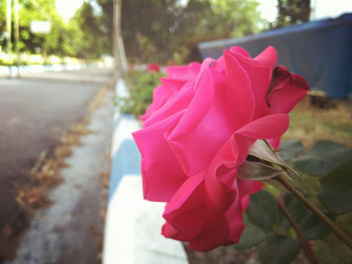 flowers
