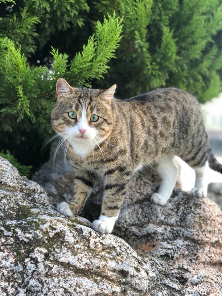 cat?