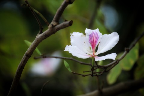 Ban Flower