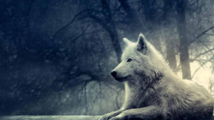 HD wolf