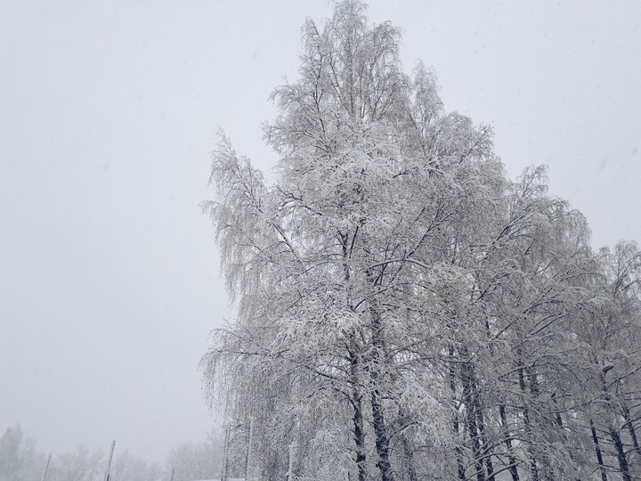 Деревья