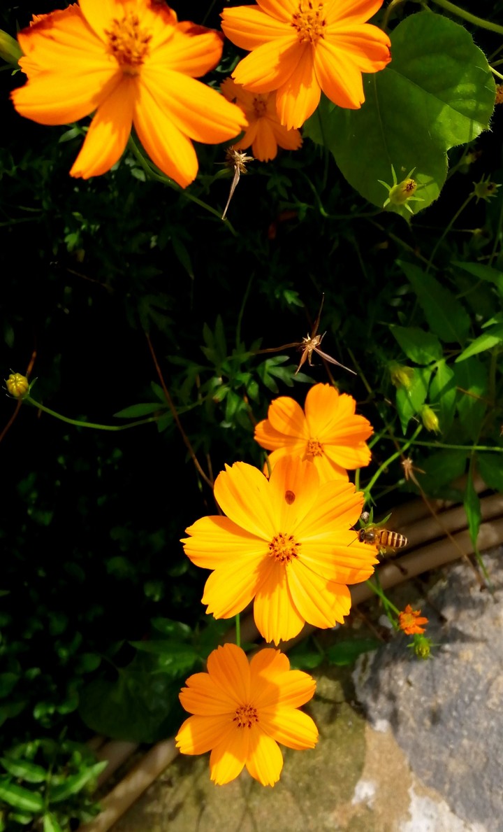 Bee & Zinnia