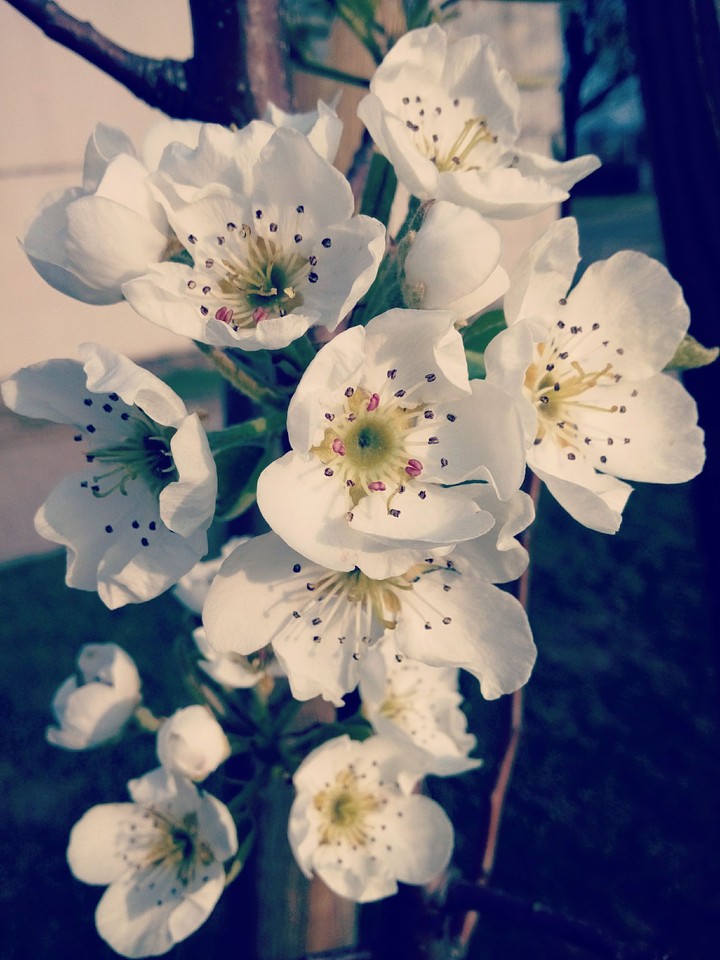 flowers