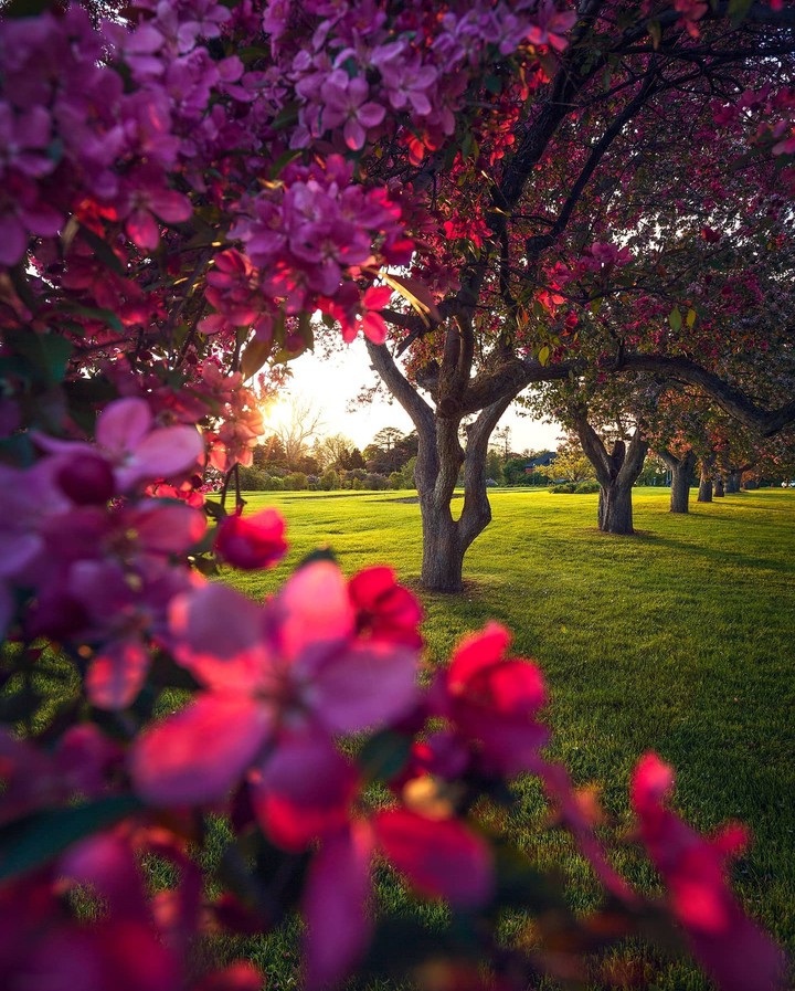 SPRING ~♡•°♧°•♡~