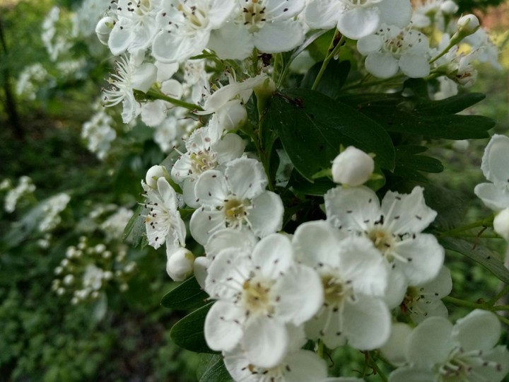 ciliegio in fiore