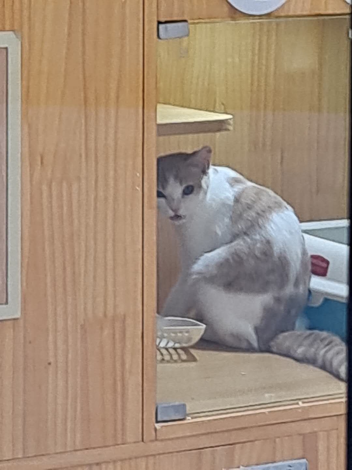 mad cat