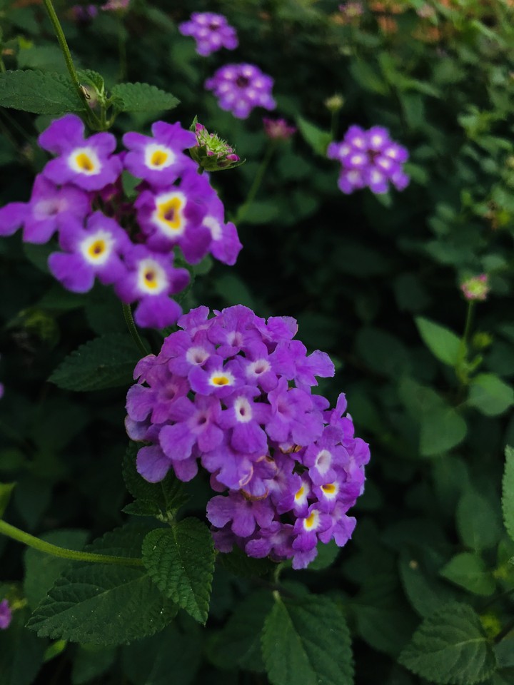 purple flowers