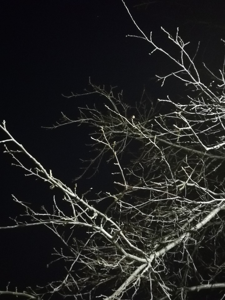 Tree at night