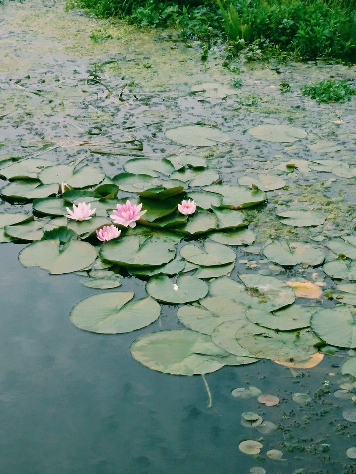 lotus