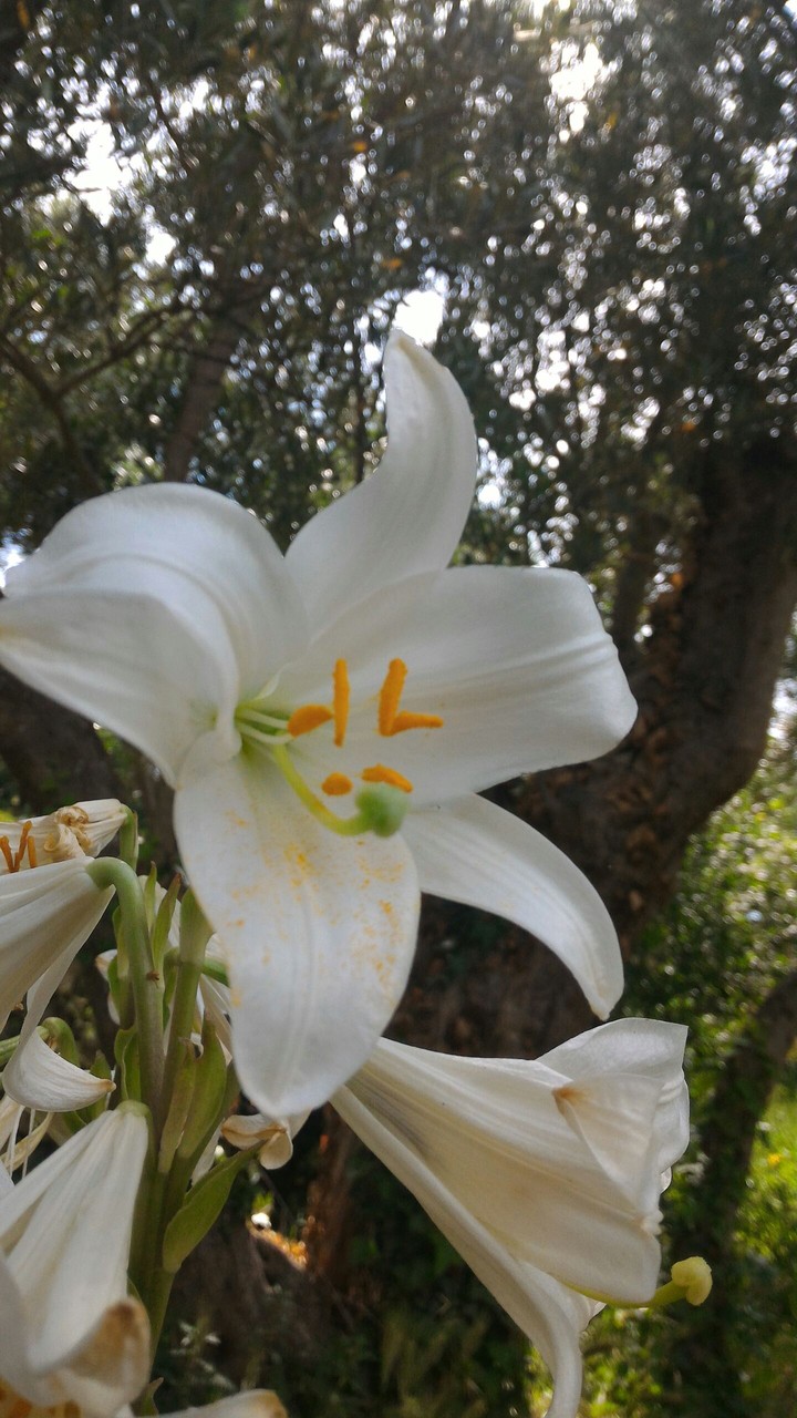 lillium
