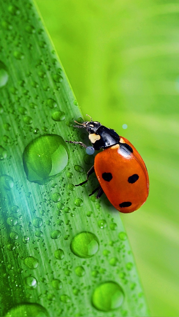 Ladybug