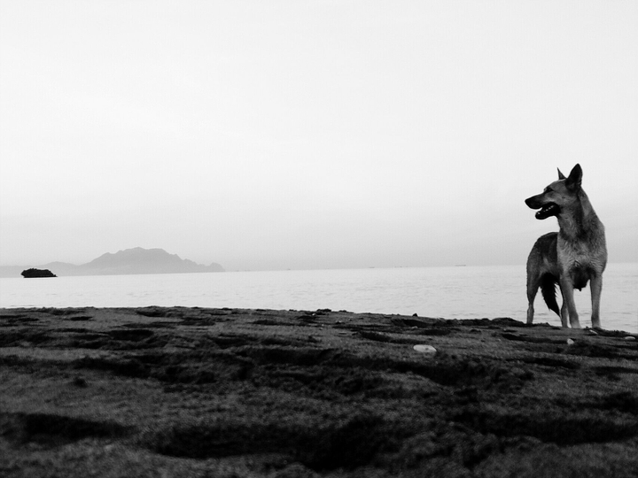 The dog and the sea .
