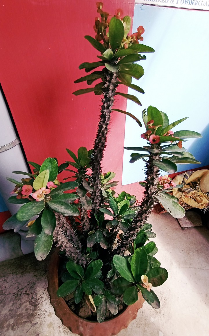CACTUS
