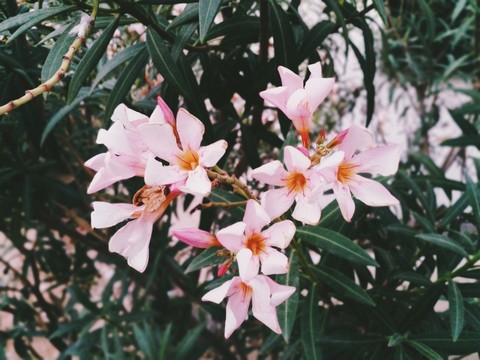 Flowers of VIT