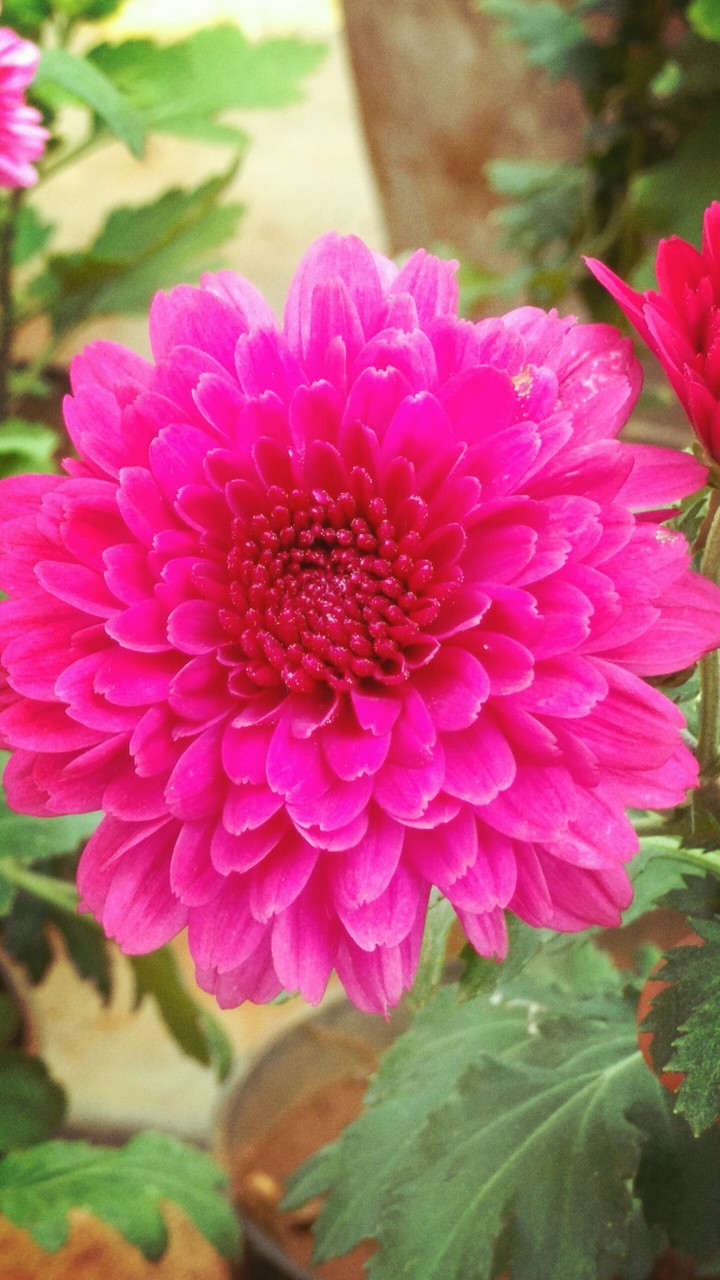 Shamantge Flower