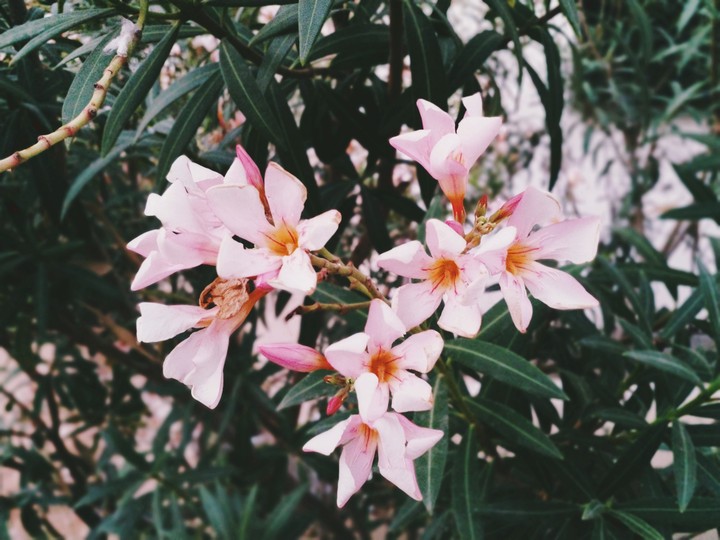 Flowers of VIT