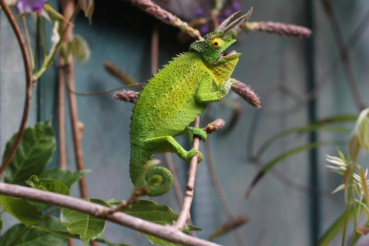 reptiles
